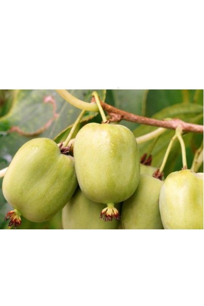 Опис Actinidia arguta Chang Bai Giant